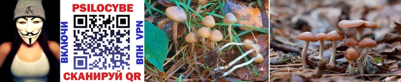 Галлюциногенные грибы Psilocybine cubensis  кракен сайт  Купино 